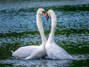 湖边嬉戏的两只白色天鹅图片